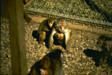 Irwin Bernstein's rhesus conflict picture