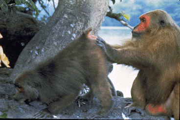 WRPRC-AV picture of stumptails negotiating